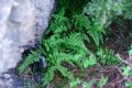 Asplenium obovatum subsp. billotii